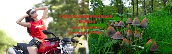 индика Ладушкин